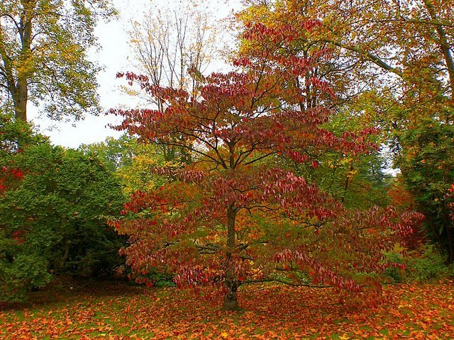 Cornus controversa automne (2)
